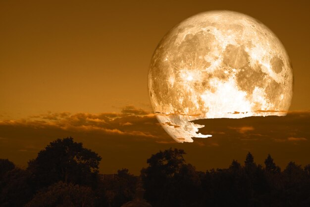 Vista a basso angolo di silhouette di alberi contro il cielo notturno