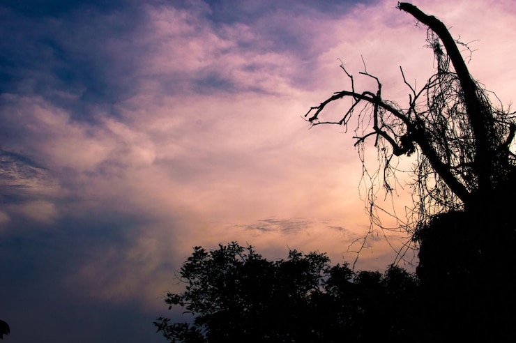 Foto vista a basso angolo di silhouette di alberi contro un cielo nuvoloso