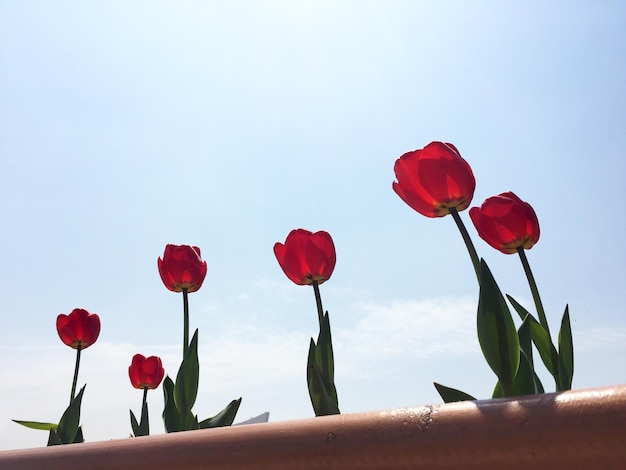 Vista a basso angolo di tulipani rossi che crescono contro il cielo