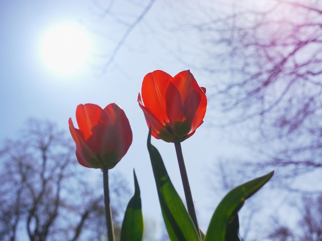 Vista a basso angolo di tulipani rossi in fiore contro il cielo soleggiato