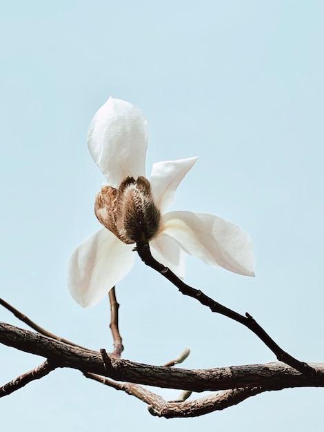 Vista a basso angolo di un albero bianco in fiore contro il cielo