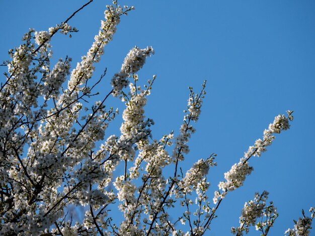 Vista a basso angolo di un albero in fiore contro il cielo blu