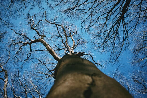 Vista a basso angolo di un albero nudo contro il cielo blu