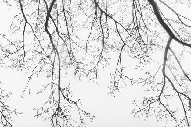 Vista a basso angolo di un albero nudo contro un cielo limpido