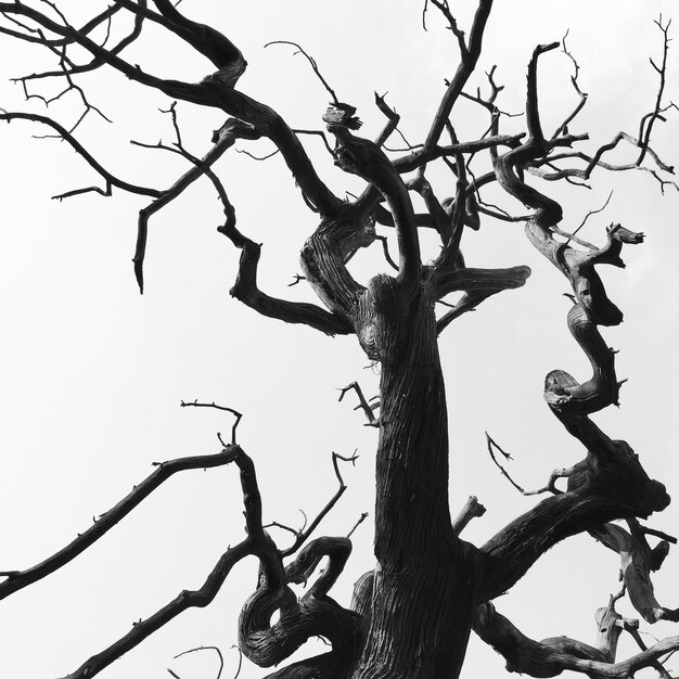 Vista a basso angolo di un albero nudo contro un cielo limpido