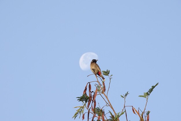 Vista a basso angolo di un uccello appoggiato su un albero contro un cielo blu limpido