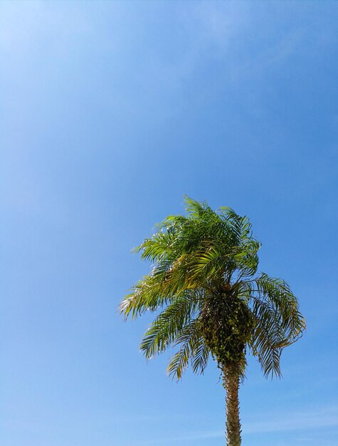 Vista a basso angolo di una palma contro un cielo blu limpido