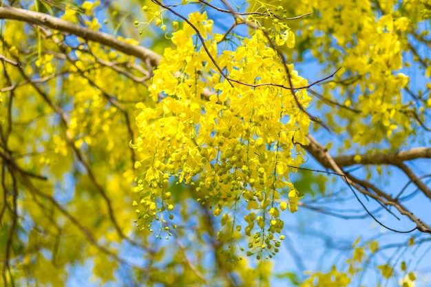 Vista a basso angolo di una pianta a fiori gialli