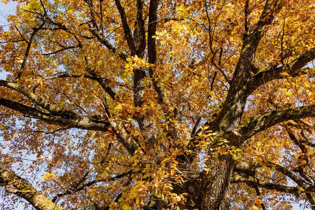Vista a basso angolo di una quercia gialla in autunno