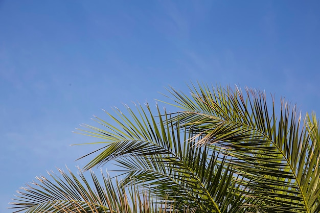 Vista a foglie di palma sullo sfondo del cielo