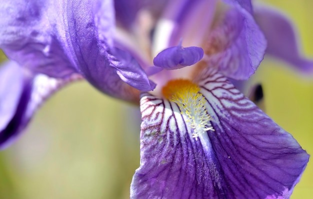 Vista a macroistruzione sul bellissimo petalo viola e sul cuore del fiore dell'iride