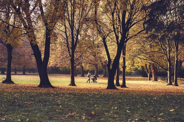 Vista a mezza distanza di una donna che cammina nel parco durante l'autunno