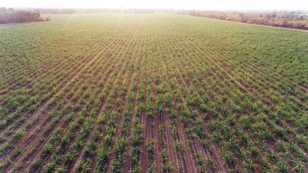 Vista a volo d'uccello dal drone, vista dall'alto del campo della fattoria dello zucchero