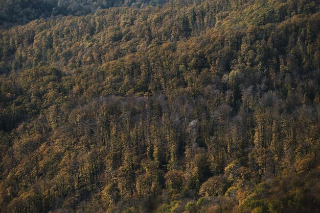 Vista a volo d'uccello della foresta gialla d'autunno da lontano Screensaver minimalista di foreste e montagne