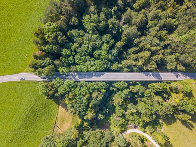 Vista ad alta angolazione degli alberi che crescono nel campo