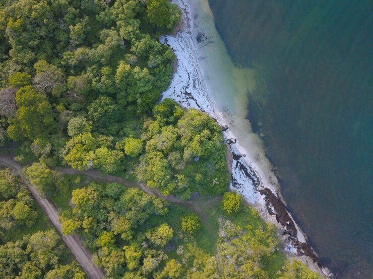 Foto vista ad alta angolazione degli alberi dal mare