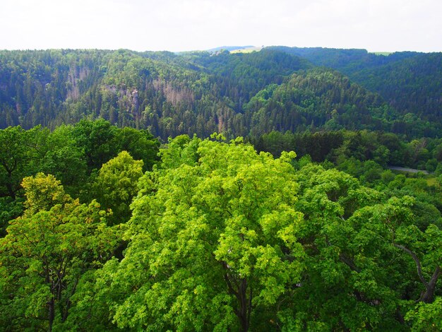 Vista ad alta angolazione degli alberi nella foresta contro il cielo