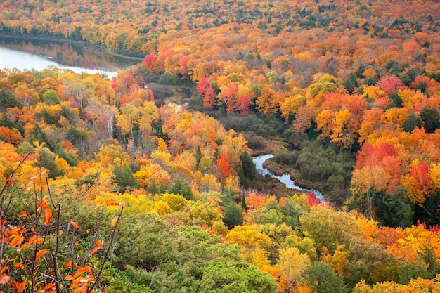 Vista ad alta angolazione degli alberi nella foresta durante l'autunno