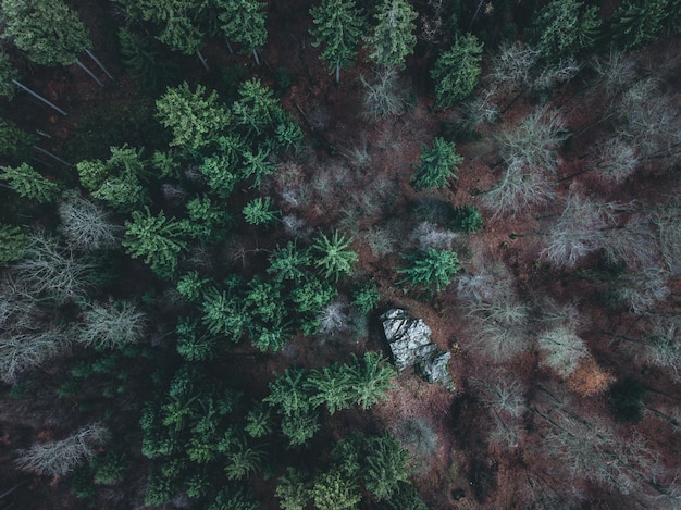 Vista ad alta angolazione degli alberi nella foresta