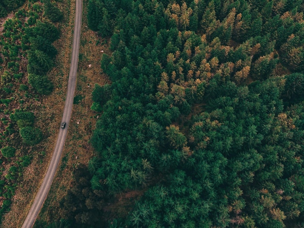Vista ad alta angolazione degli alberi nella foresta