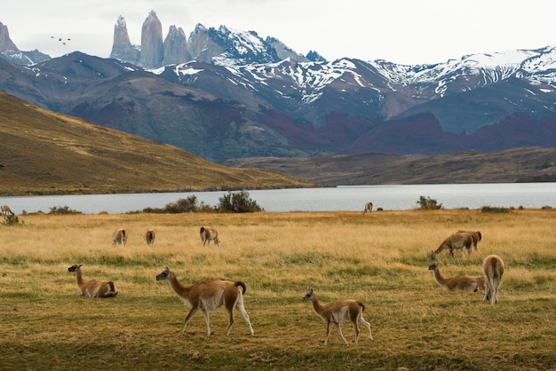Vista ad alta angolazione degli animali sul campo erboso vicino al lago
