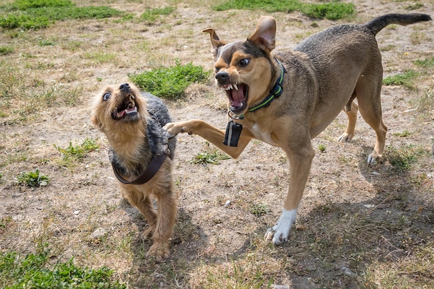 Vista ad alta angolazione dei cani che ringhiano sul campo
