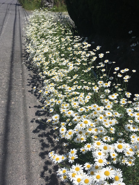 Vista ad alta angolazione dei fiori sulla strada