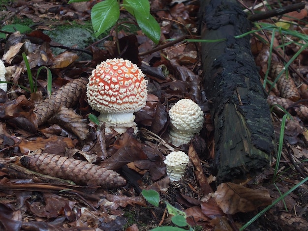 Vista ad alta angolazione dei funghi che crescono sul campo