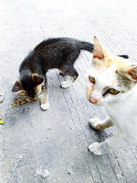 Vista ad alta angolazione dei gatti per strada.