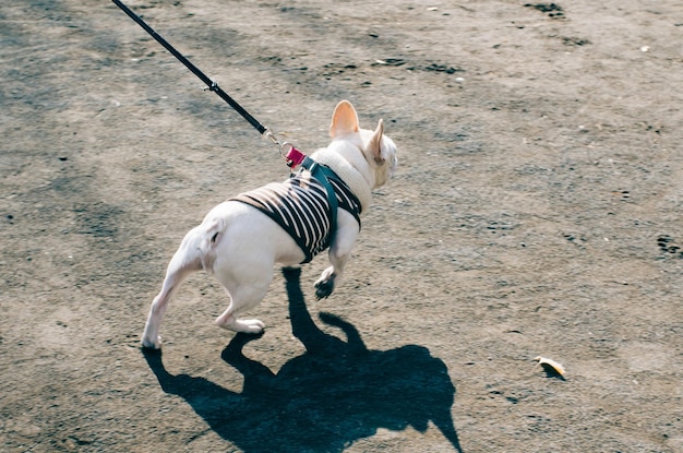 Vista ad alta angolazione del bulldog francese che cammina per strada