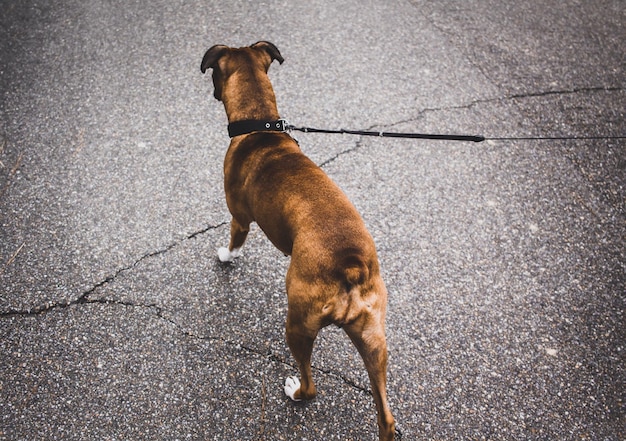 Vista ad alta angolazione del cane seduto sulla strada