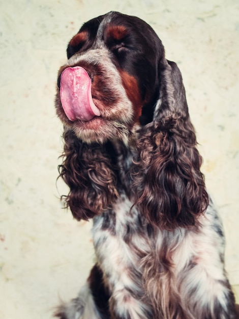 Vista ad alta angolazione del cocker spaniel che lecca il naso sul campo