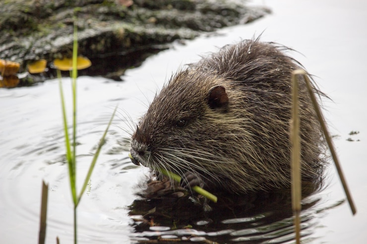 Foto vista ad alta angolazione del coypu che mangia il gambo della pianta in acqua