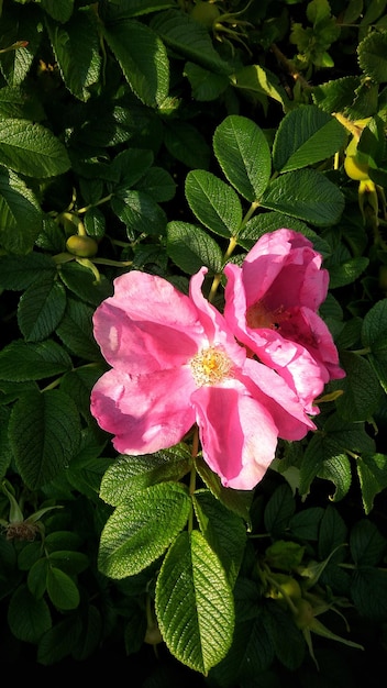 Vista ad alta angolazione del fiore rosa che fiorisce nel parco