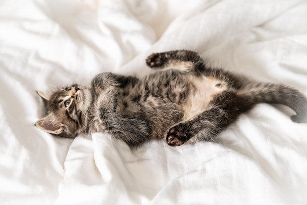 Vista ad alta angolazione del gatto che dorme sul letto