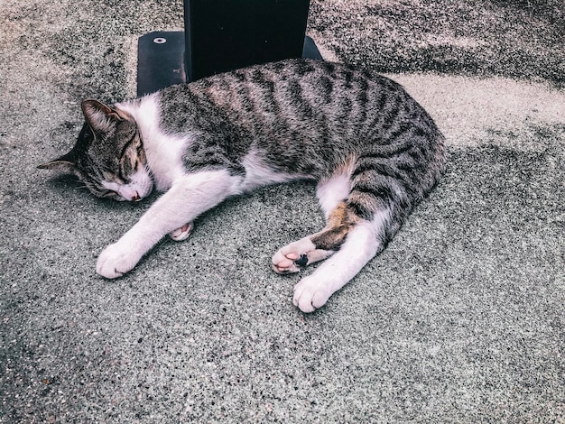 Vista ad alta angolazione del gatto che dorme