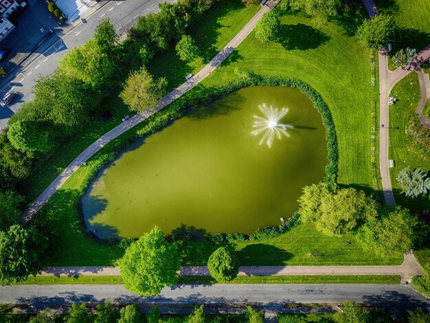 Vista ad alta angolazione dell'albero dalla strada in città