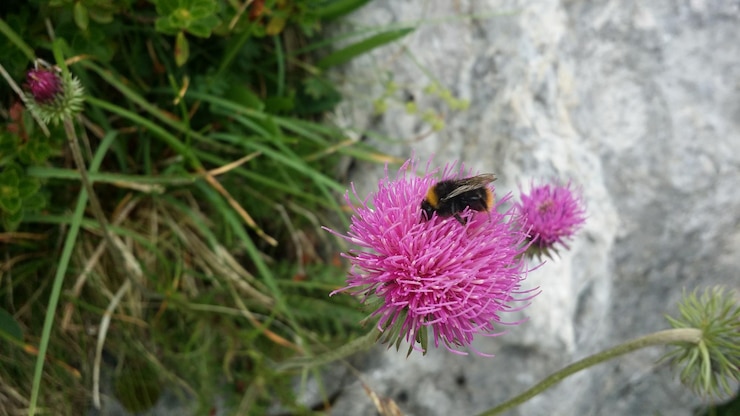 Foto vista ad alta angolazione dell'ape sul fiore rosa