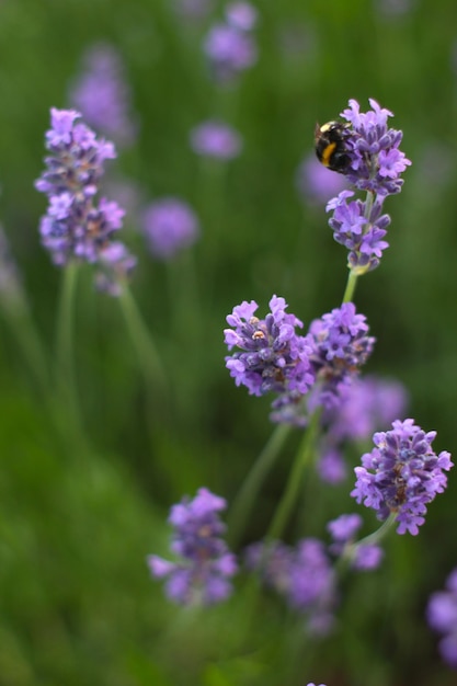 Vista ad alta angolazione dell'ape sul fiore viola