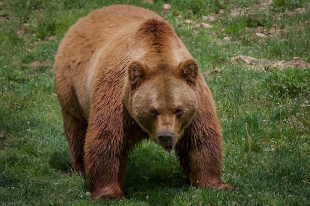 Vista ad alta angolazione dell'orso in piedi su un campo erboso