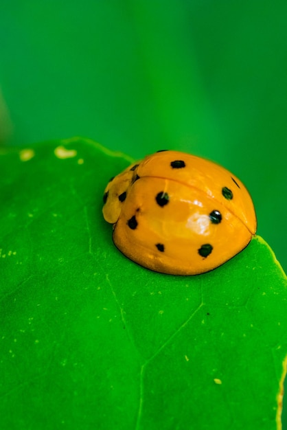 Vista ad alta angolazione della coccinella sulla foglia