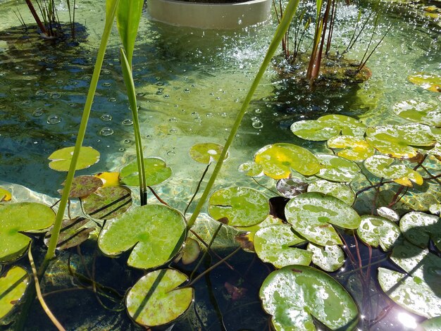 Vista ad alta angolazione della giglia d'acqua nel lago