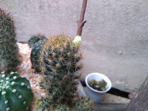 Vista ad alta angolazione della pianta di cactus in vaso