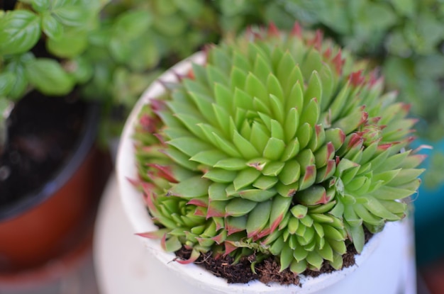 Vista ad alta angolazione della pianta di houseleek in vaso