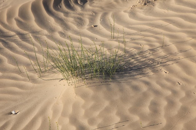 Vista ad alta angolazione della pianta nel deserto