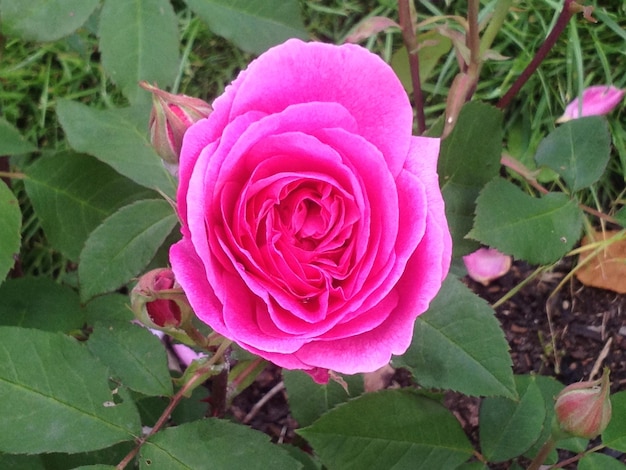 Vista ad alta angolazione della rosa rosa in fiore nel giardino