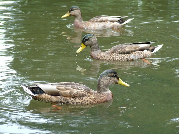 Vista ad alta angolazione delle anatre mallarde femmine che nuotano nel lago