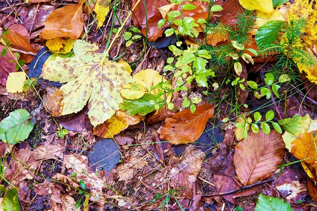 Vista ad alta angolazione delle foglie cadute