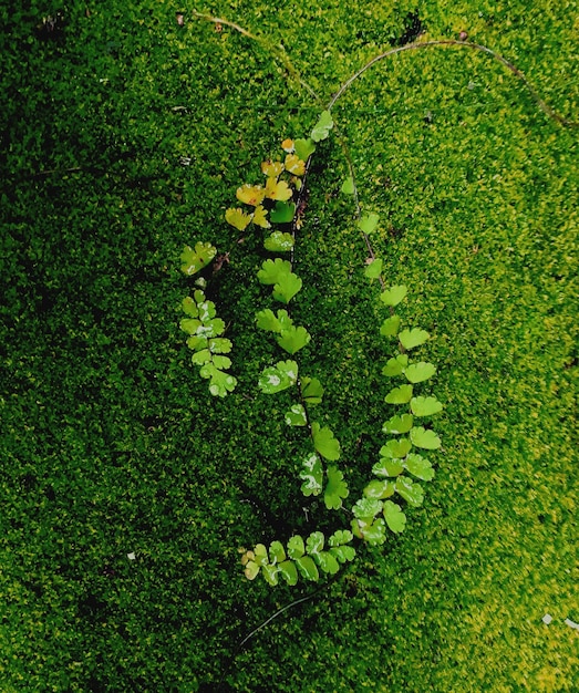 Vista ad alta angolazione delle piante da fiore sul campo