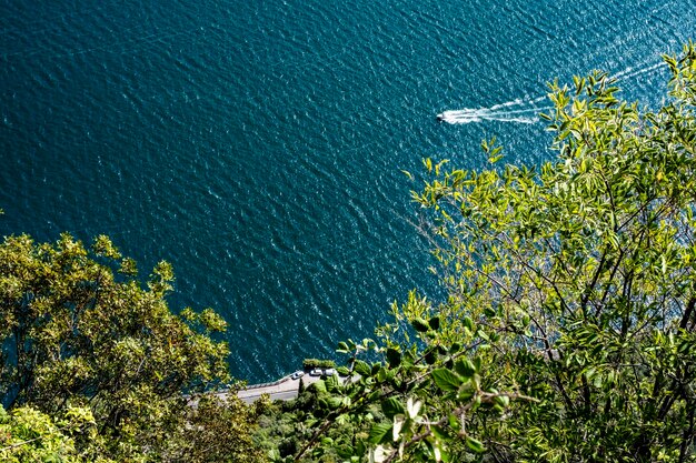 Vista ad alta angolazione delle piante dal lago